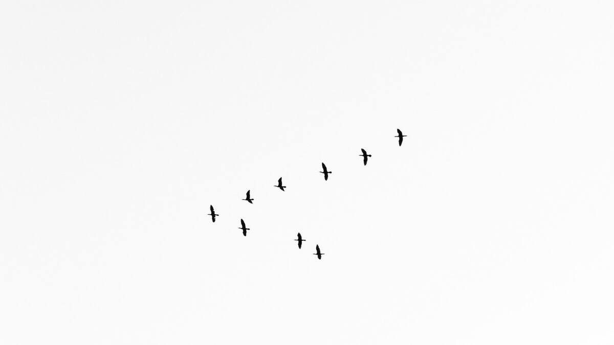Aves. Foto: Unsplash.