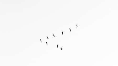 Aves. Foto: Unsplash.