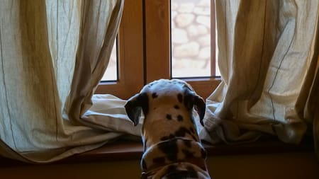 Perro. Foto: Unsplash.