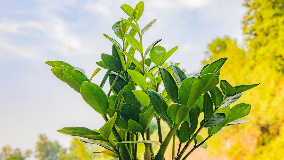 Zamioculca zamiifolia