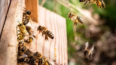 Las abejas proporcionan alimentos de alta calidad. Unsplash.