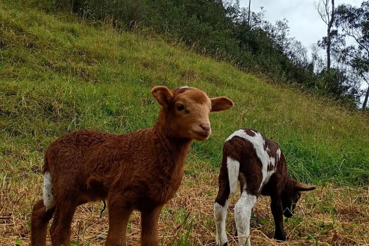 La convocatoria está dirigida a mayores de 18 años e incluye alojamiento en habitación privada en una granja familiar de Cuenca, donde los participantes colaborarán en tareas rurales y proyectos comunitarios con niños de la zona.