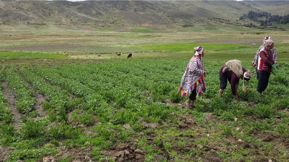 Zonas de agrobiodiversidad en Perú. Foto: X.