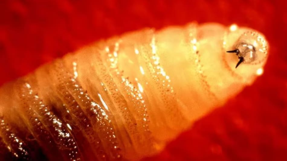 Las larvas del gusano barrenador se alimentan de tejido vivo y destruyen piel.