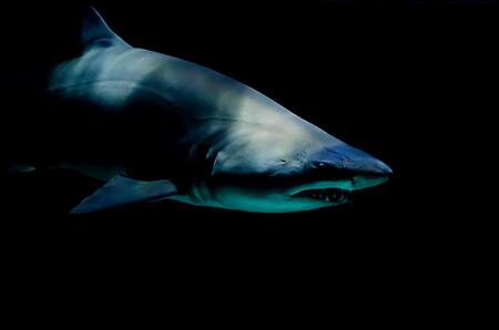 Tiburón, océano. Foto Unsplash.