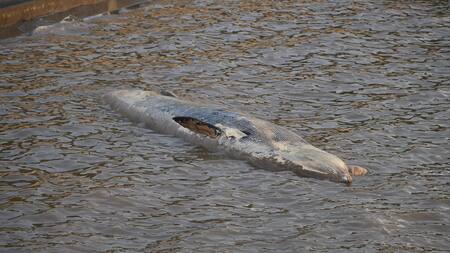 Ballena muerta en Costanera Norte.