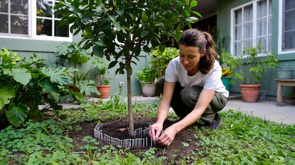 Colocar clavos oxidados alrededor del limonero: para qué sirve este truco recomendado por jardineros
