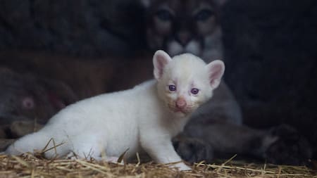 Puma albino. Foto: Twitter