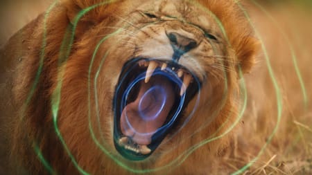 Nuevo documental de Netflix de tres episodios que eligieron los usuarios. Foto: Netflix.