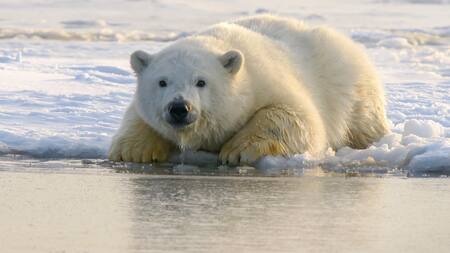 ¿Por qué los animales se achican? Foto Unsplash.