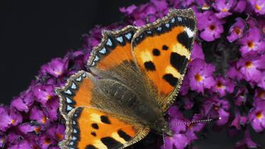 Un refugio natural en casa: la planta que florece en primavera y convierte tu jardín en un espectáculo de mariposas