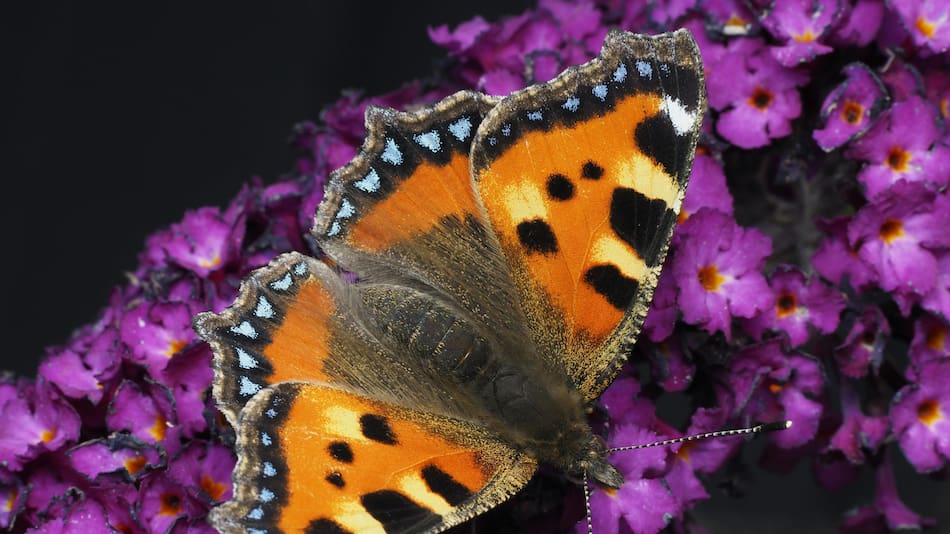 Buddleja davidii