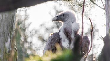 Milagro en Sudamérica: volvió el ave extinta que caza mamíferos y es la más poderosa de todas