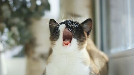 Gato. Fuente: Unsplash.