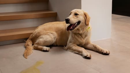 Por qué los perros suelen orinarse al reencontrarse con sus dueños.