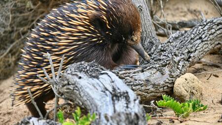 equidna picudo de Attenborough. Foto: Unsplash