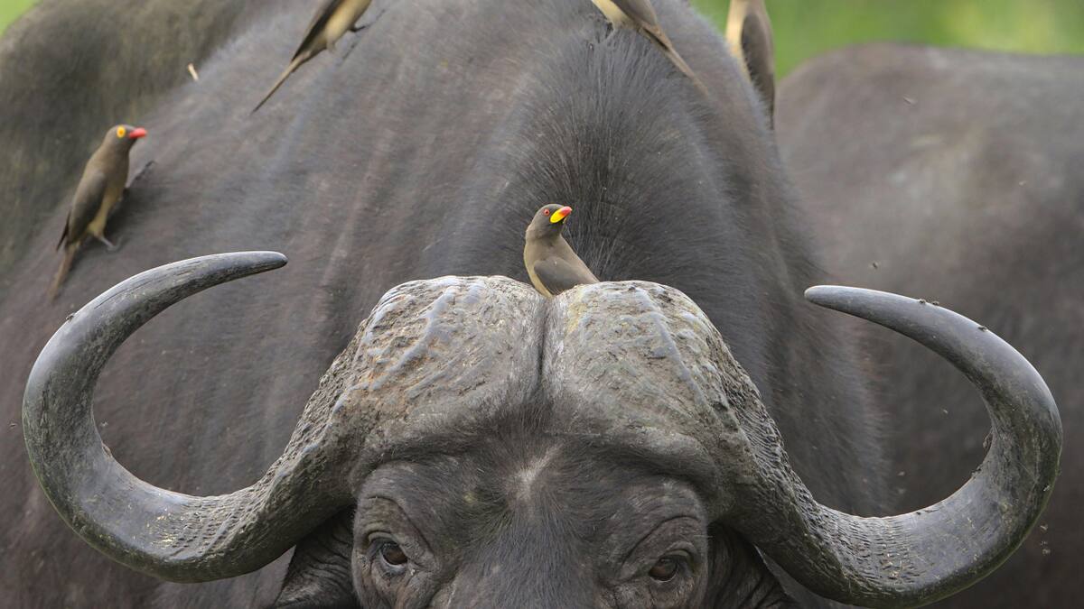 Animales, mamíferos. Foto: Pexels.