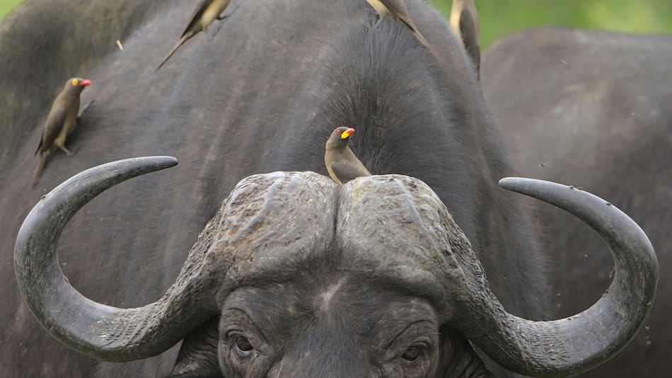 Animales, mamíferos. Foto: Pexels.