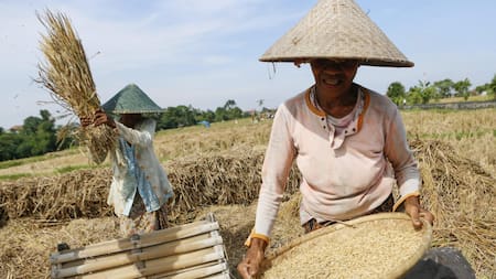Indonesia ordenó a su ejercitó ayudar en la siembra de arroz. Foto: EFE.