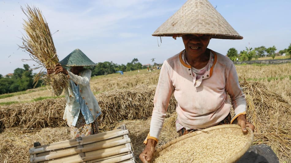 Indonesia ordenó a su ejercitó ayudar en la siembra de arroz. Foto: EFE.