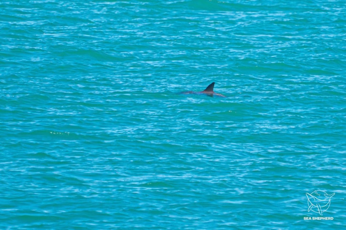Vaquita marina en el Golfo de California, México. Foto: Twitter OnceNoticiasTV