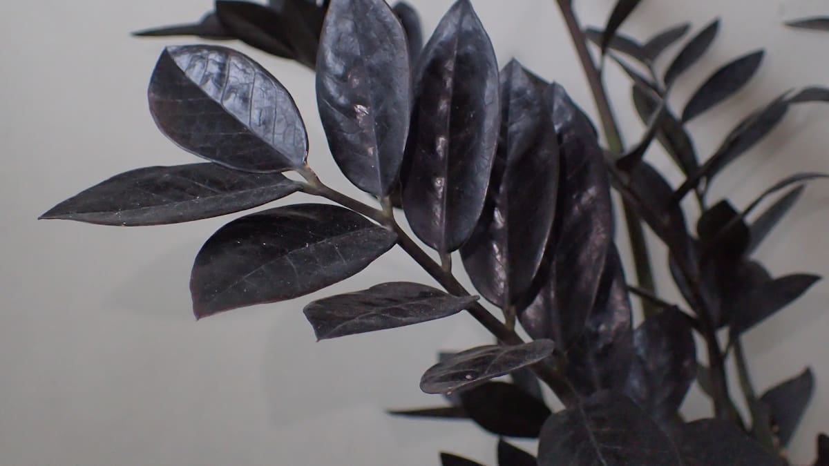 La Zamioculca Raven, también conocida como ZZ Raven, es una popular planta de interior originaria de África tropical.