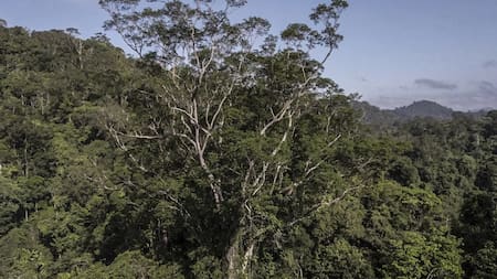Árbol histórico. Foto: EFE