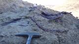 Cómo era el Joaquinraptor, el dinosaurio carnívoro que fue hallado en la Patagonia por científicos del CONICET