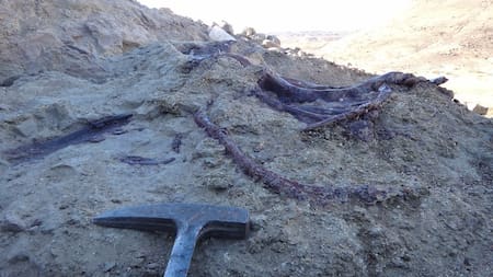 Los restos óseos del dinosaurio Joaquinraptor casali, hallado en la Patagonia.