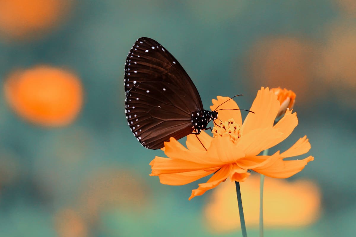 Mariposa negra. Foto: Unsplash.