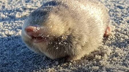 Topo dorado de De Winton. Foto: Twitter.