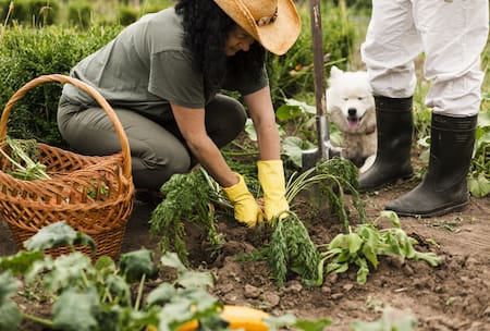 Huerta, verduras. Foto Freepik.