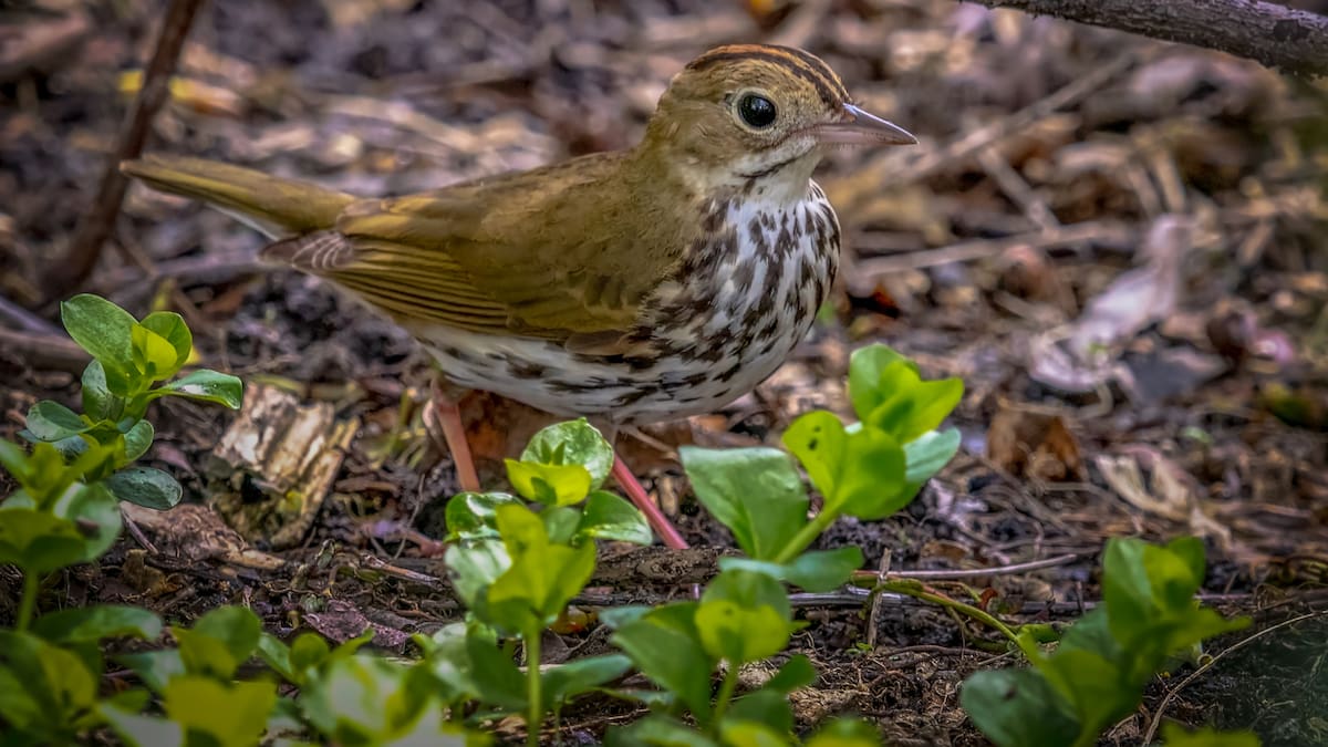 Zorzales, jilgueros y calandrias: ¿cuáles son las plantas nativas que atraen y sirven de refugio para las aves en invierno?