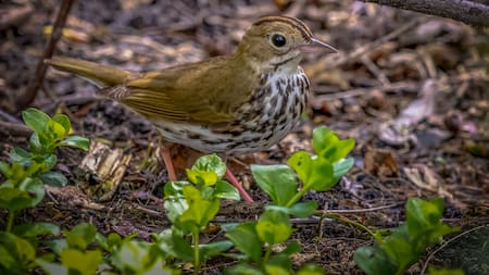 Las aves y las plantas mantienen una relación simbiótica que sostiene la vida en los ecosistemas.