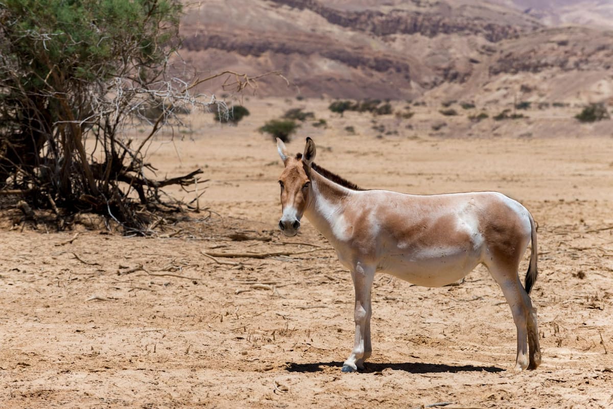 Asnos salvajes en el desierto del Néguev, Israel