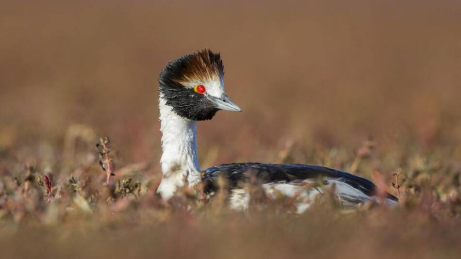 Un biólogo argentino fue uno de los ganadores de los “Óscars Verdes”