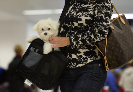 Perro, mascota, viaje. Foto: EFE.
