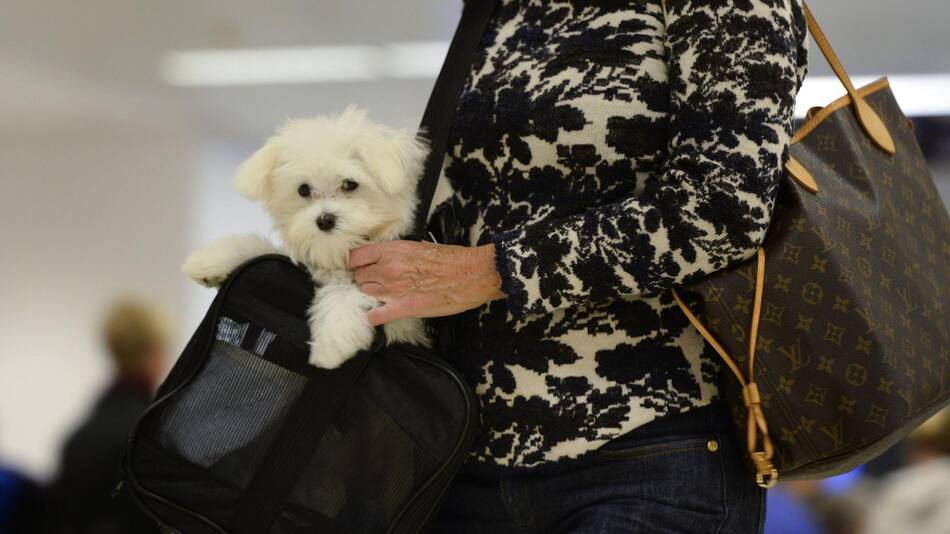 Perro, mascota, viaje. Foto: EFE.