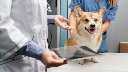 Medicina para mascotas: una prepaga sacó una promoción que incluye a los perros y gatos en la cobertura familiar