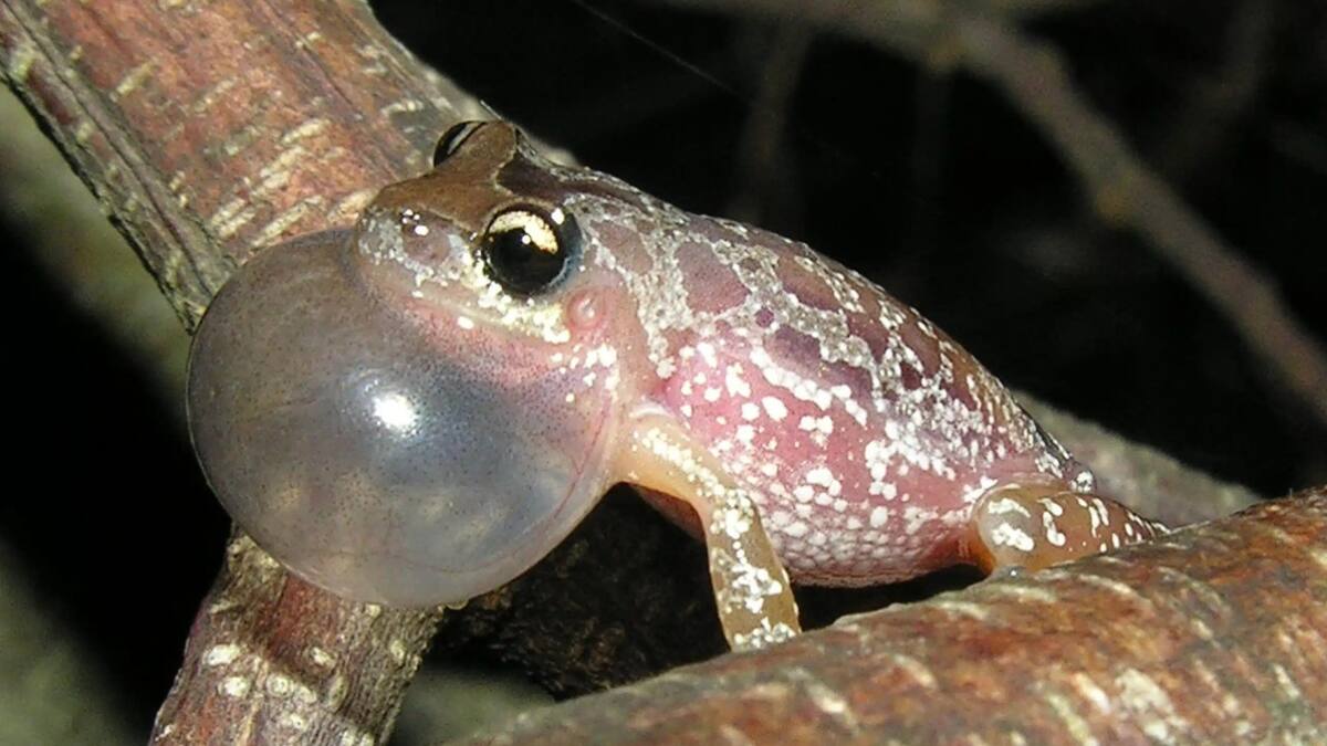 Rana Scinax fontanarrosai. Foto: Wikipedia