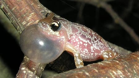 Homenaje animal: descubren una nueva especie de rana y la nombran en honor a Roberto Fontanarrosa