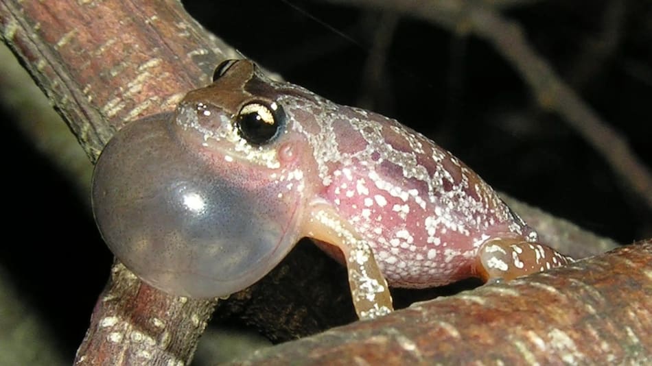 Rana Scinax fontanarrosai. Foto: Wikipedia