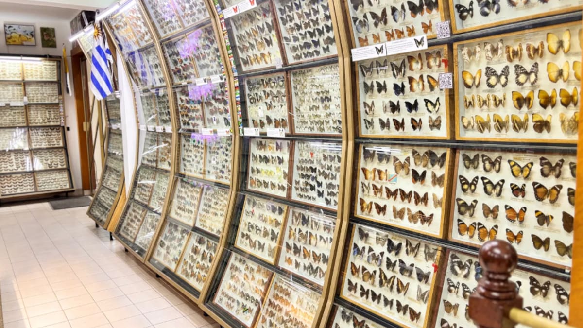 Museo Mariposas del Mundo.
