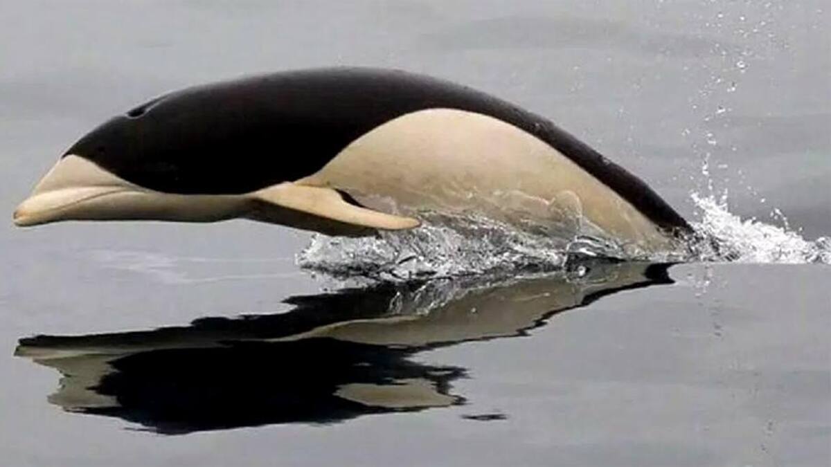 Primeras imágenes del delfín liso visto en costas de Chile