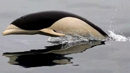 Primeras imágenes del delfín liso visto en costas de Chile