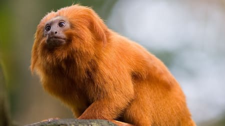 El tití león dorado en peligro de extinción. Foto: X