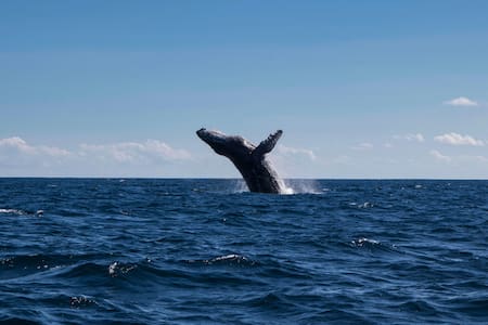 Ballena franca austral. Foto: Unsplash.