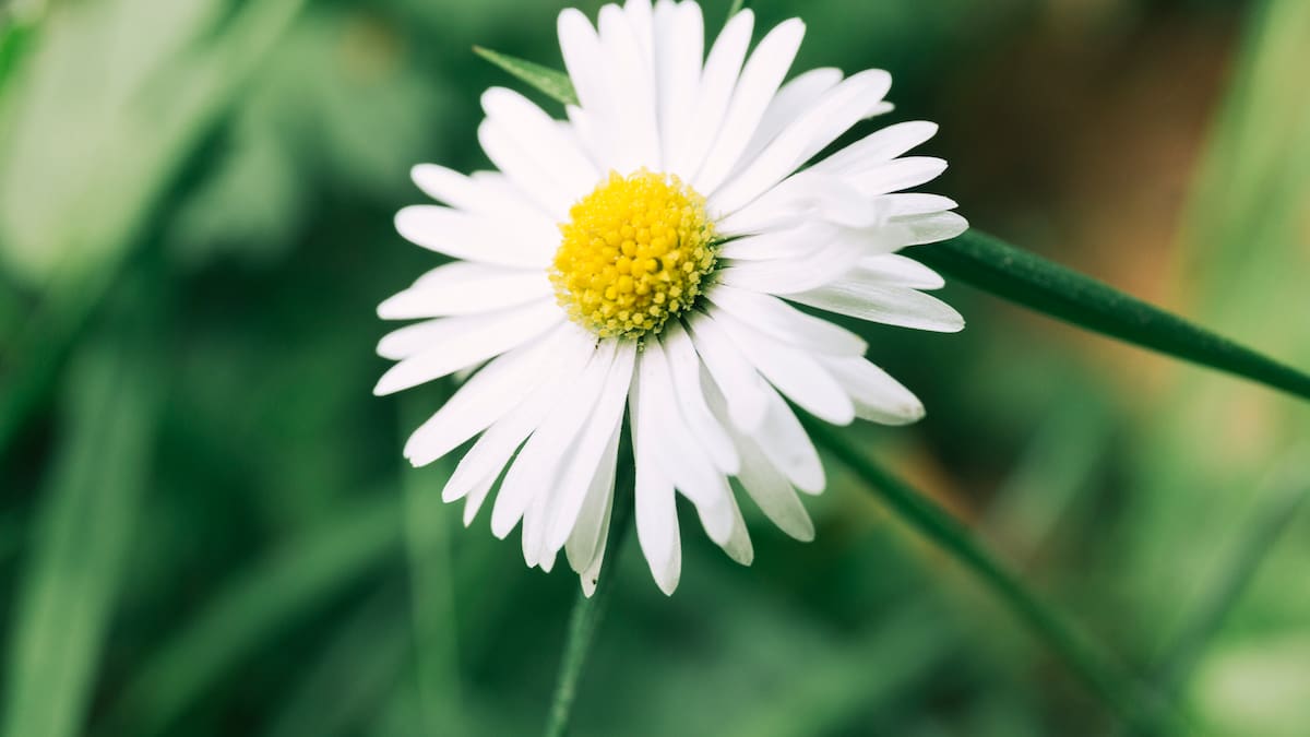 Guía práctica para plantar y cuidar margaritas: los secretos para que florezcan durante meses