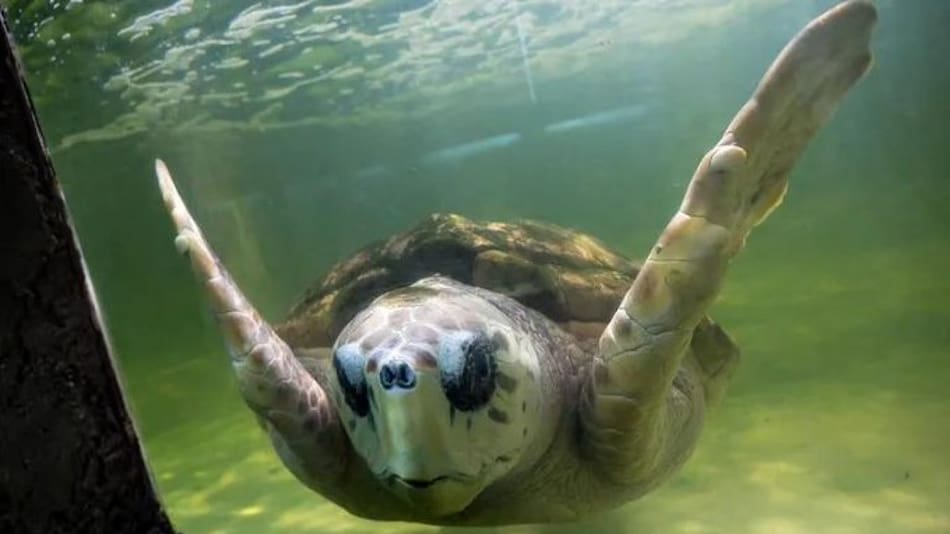 Liberación del tortugo Jorge. Fuente: X