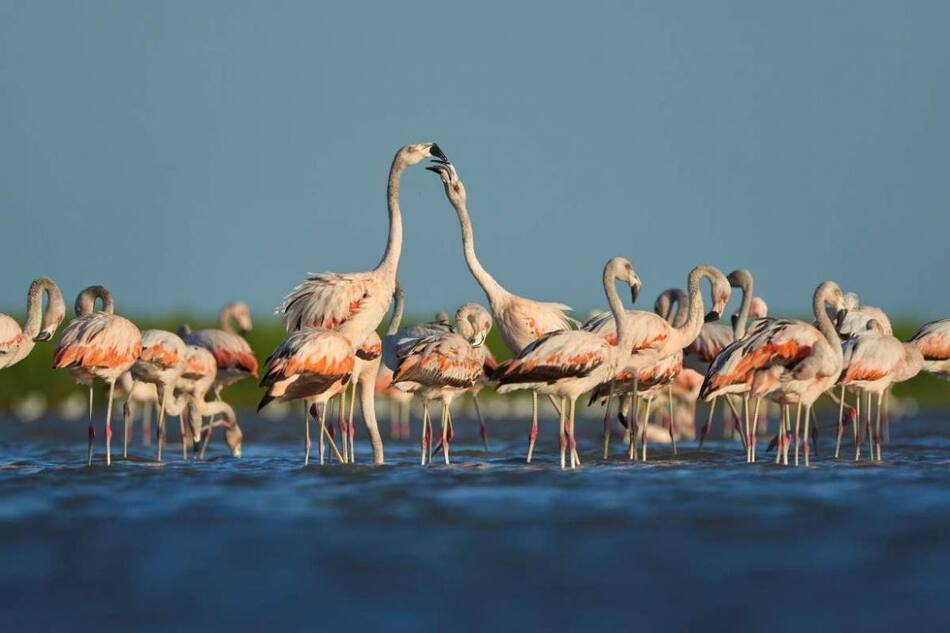 Flamencos Parque Nacional Ansenuza